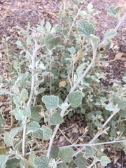 Malacothamnus arcuatus