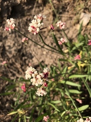 Eriogonum lonchophyllum