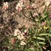 Eriogonum lonchophyllum - Photo (c) Rosemary J. Smith, μερικά δικαιώματα διατηρούνται (CC BY-NC), uploaded by Rosemary J. Smith