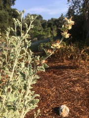 Malacothamnus arcuatus