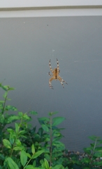 Araneus diadematus