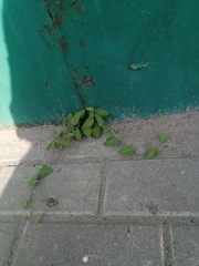 Convolvulus arvensis