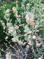 Malacothamnus lucianus