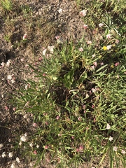Eriogonum lonchophyllum