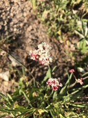 Eriogonum lonchophyllum