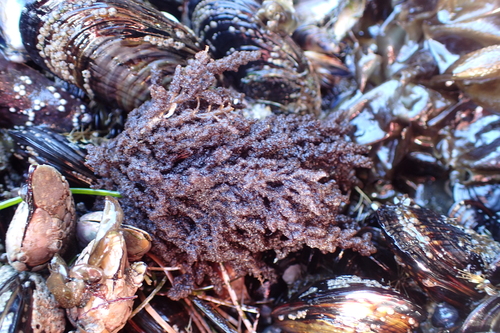 Image of Callithamnion pikeanum by (c) Allison Gong, some rights reserved (CC BY)