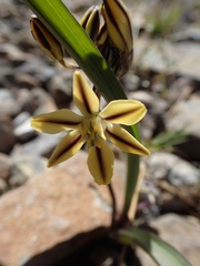 Triteleia ixioides anilina
