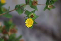 Grindelia adenodonta