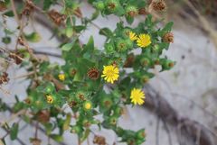 Grindelia adenodonta
