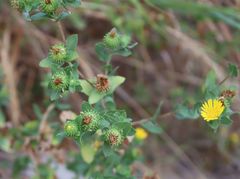 Grindelia adenodonta