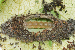 Zomaria interruptolineana