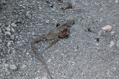 Aspidoscelis marmoratus