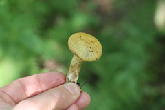 Suillus sibiricus