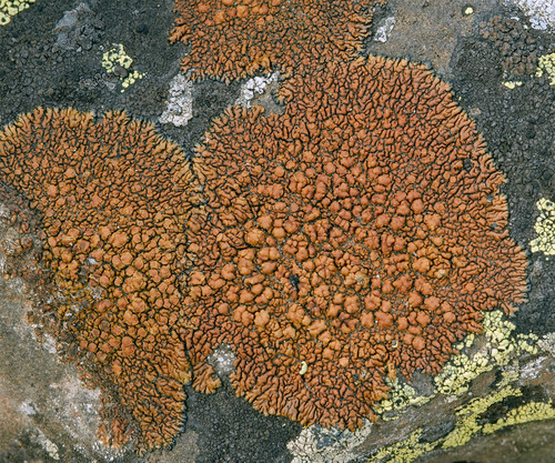 Lecanora pseudomellea