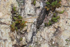 Dolophilodes distinctus