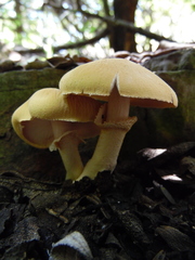 Cystoderma carcharias fallax