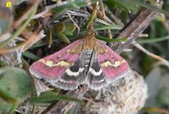 Pyrausta ostrinalis