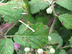 Stenoptilia