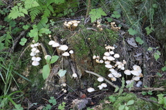 Marasmius wynneae