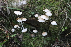 Marasmius wynneae