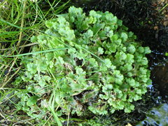 Marchantia polymorpha montivagans