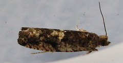 Chimoptesis gerulae
