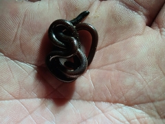Leptotyphlopidae