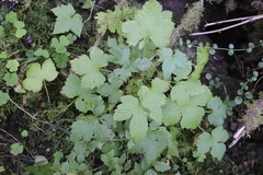 Rubus humulifolius