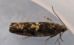 Chimoptesis gerulae