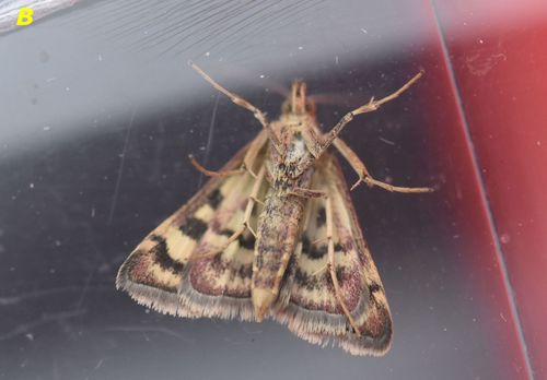 Scarce Purple & Gold