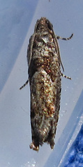 Epiblema abruptana