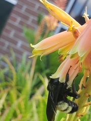 Bombus pensylvanicus image