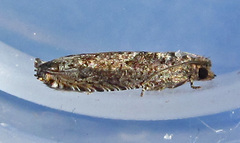 Epiblema abruptana