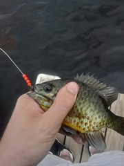 Lepomis gibbosus × macrochirus