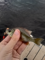 Lepomis gibbosus × macrochirus