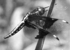 Palpopleura