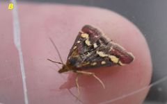 Pyrausta ostrinalis