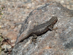 Sceloporus graciosus gracilis