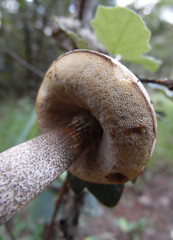Leccinum duriusculum