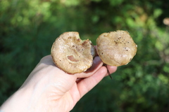 Suillus sibiricus