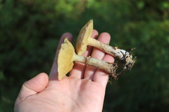 Suillus sibiricus