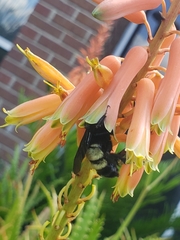 Bombus pensylvanicus image