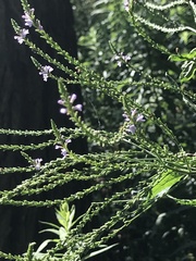 Verbena × engelmannii