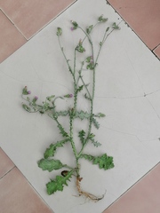 Carduus pycnocephalus