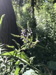 Verbena × engelmannii