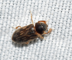 Heterocerus fenestratus