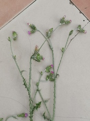 Carduus pycnocephalus