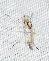 Coelotanypus concinnus