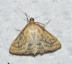Sitochroa chortalis