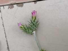 Carduus pycnocephalus